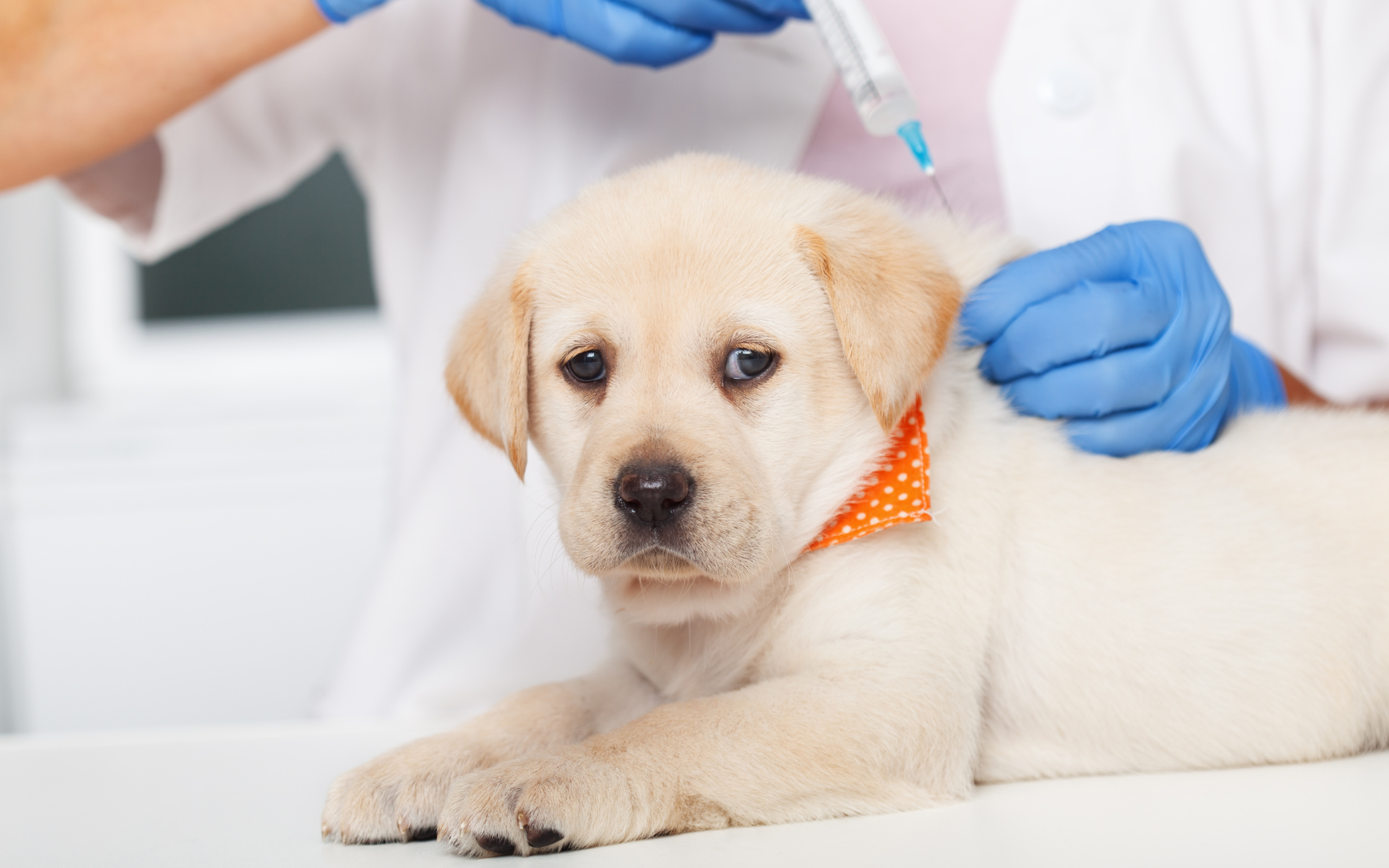 International Pet Travel: Vaccination Requirements